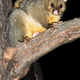 Image for article titled There's A Right Way To Exterminate A Species